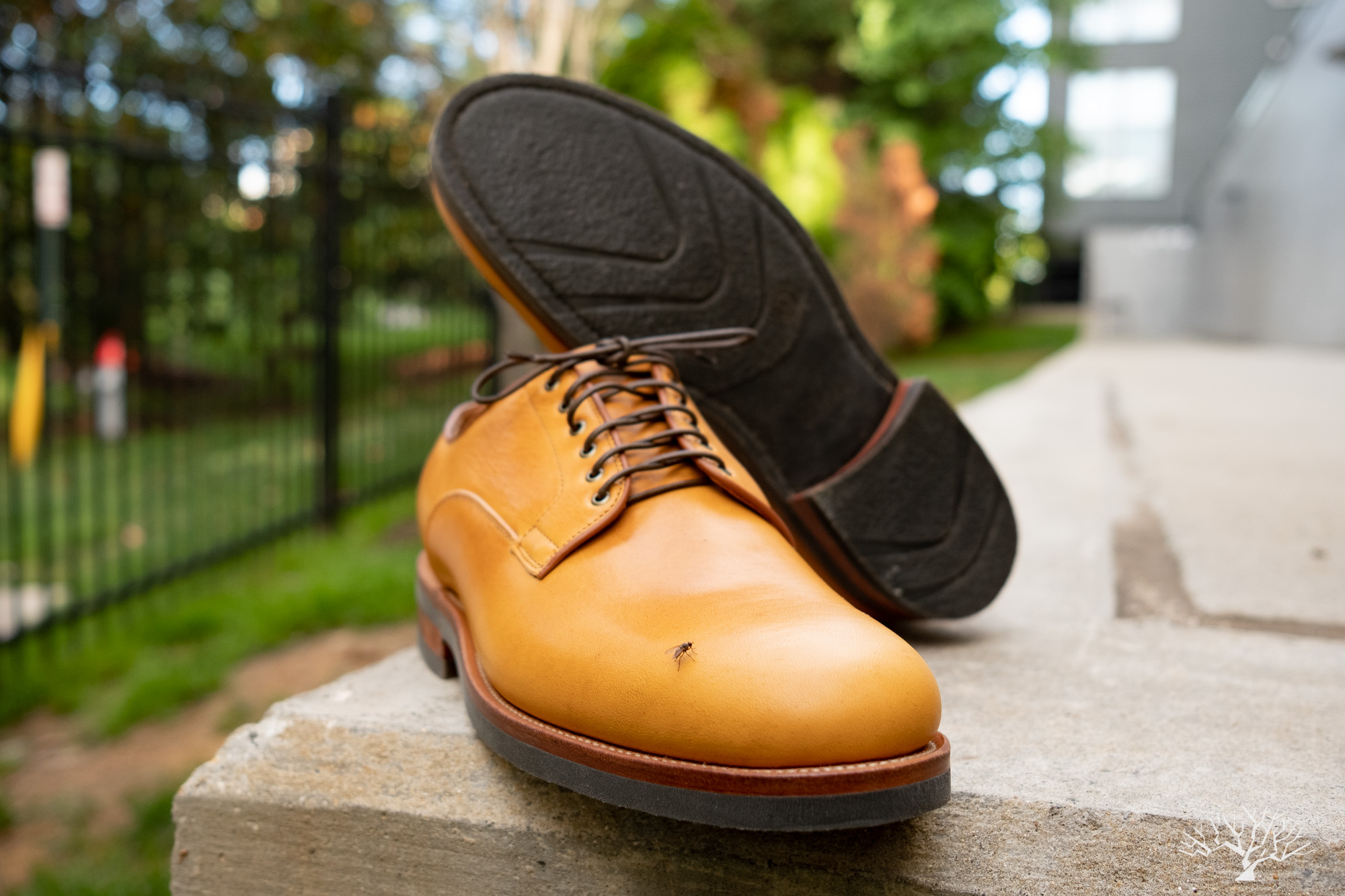 Viberg Derby Shoe Shinki Camel Latigo Horsehide on Lactae Hevea Sole